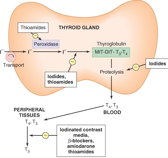 Human Iodine Needs