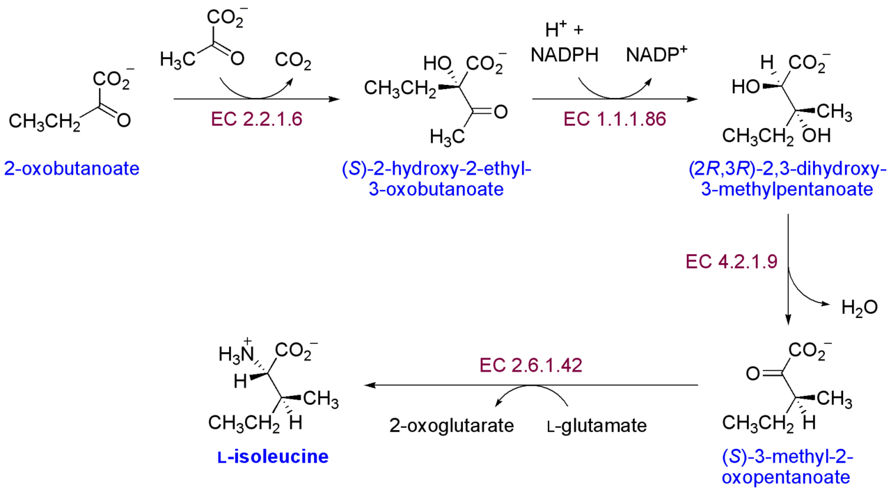 Human Isoleucine Needs