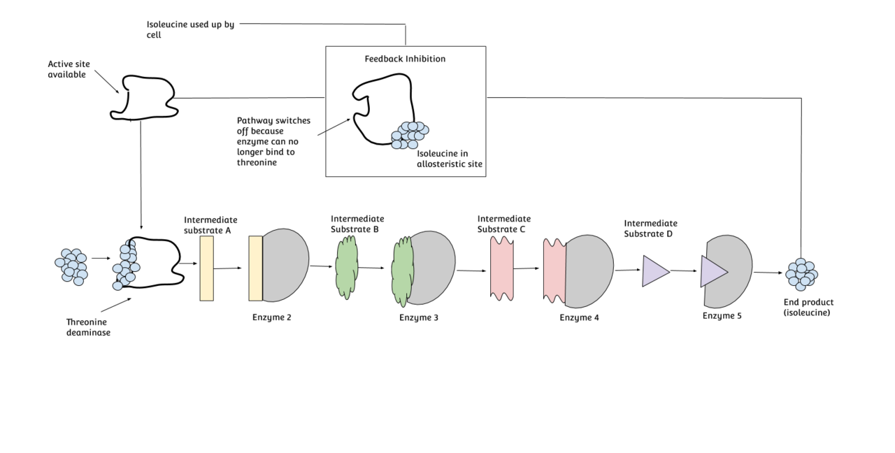 Human Isoleucine Needs