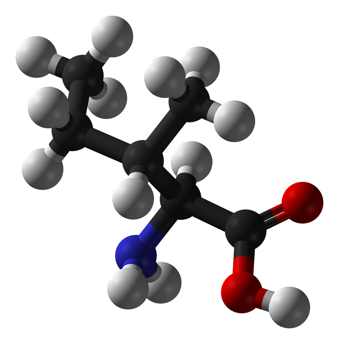 Human Isoleucine Needs