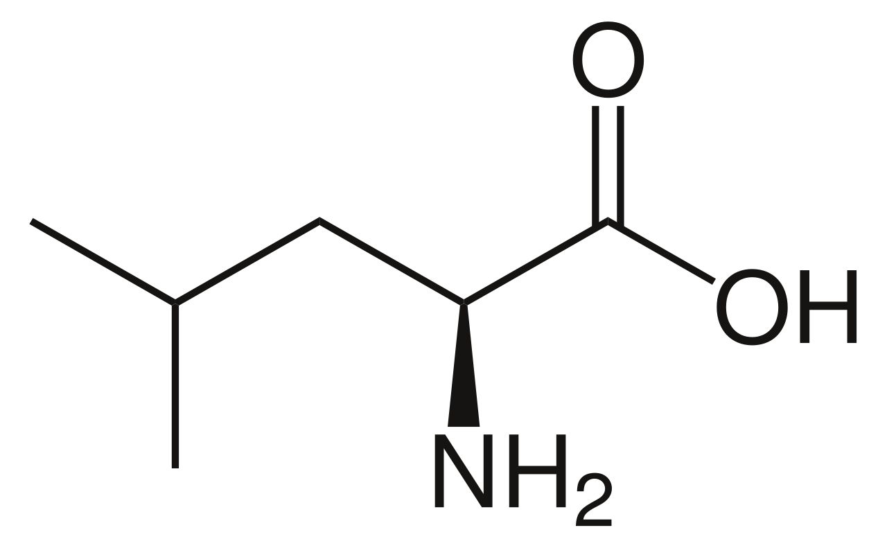 Human Leucine Needs