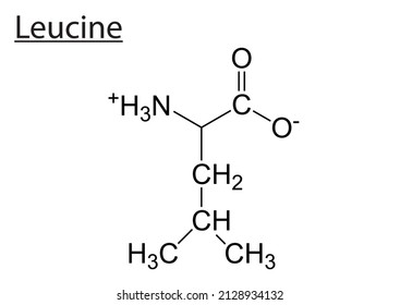 Human Leucine Needs