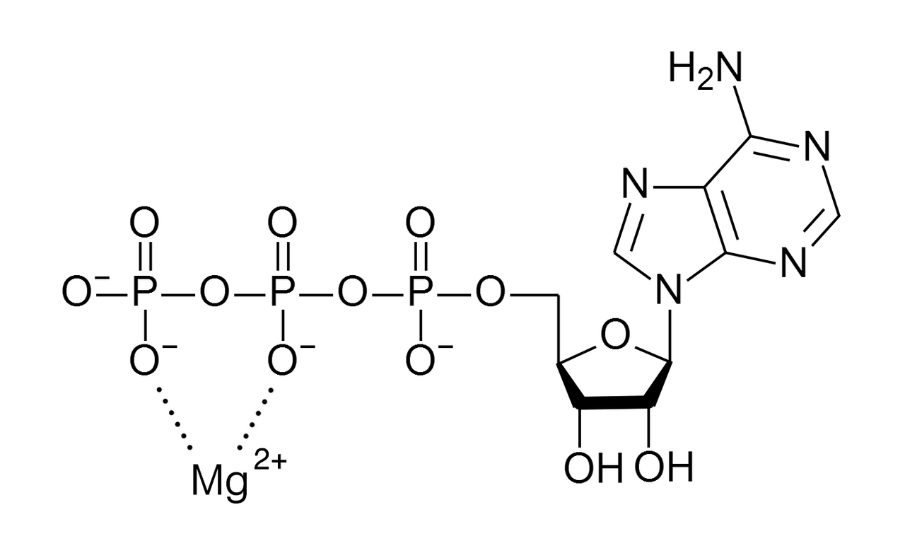 Human Magnesium Needs