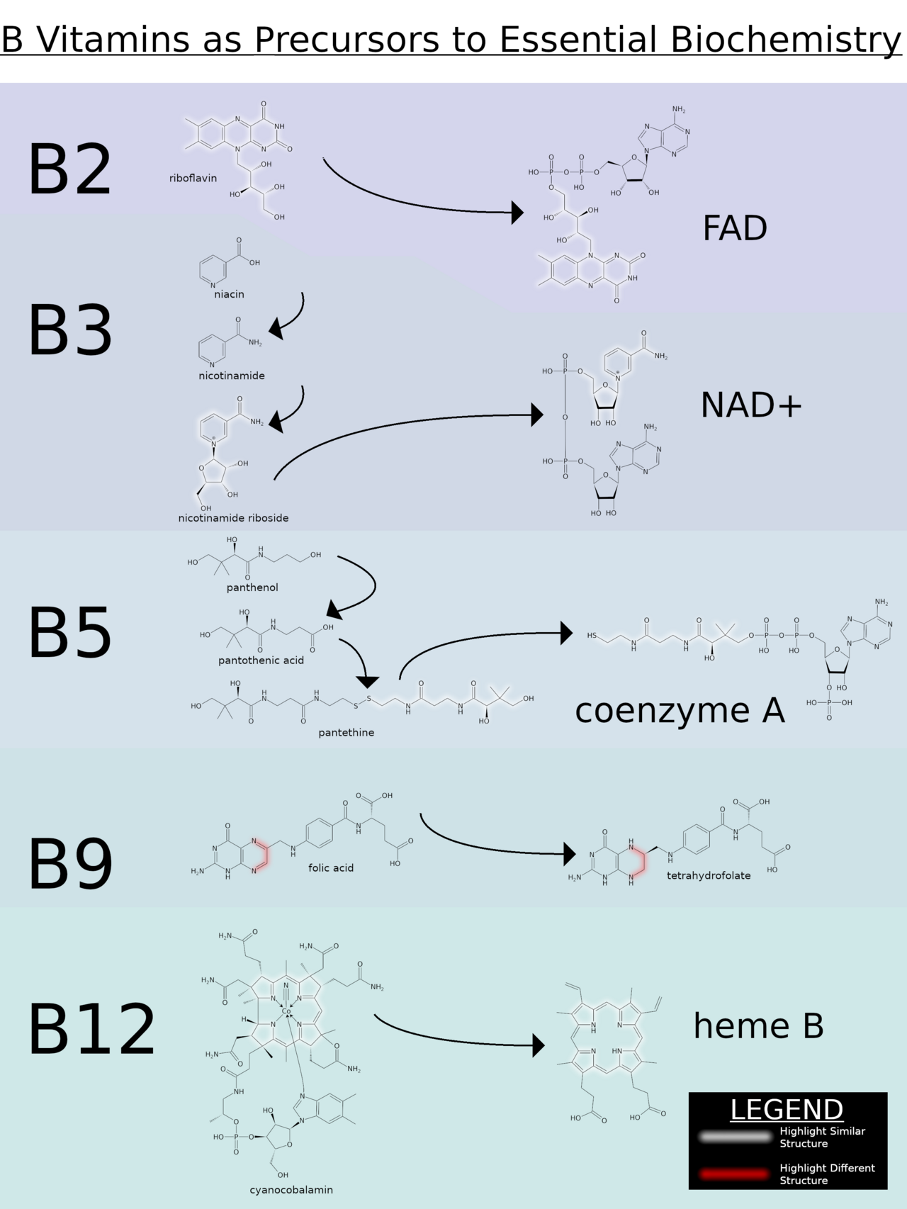 Human Niacin (Vitamin B3) Needs