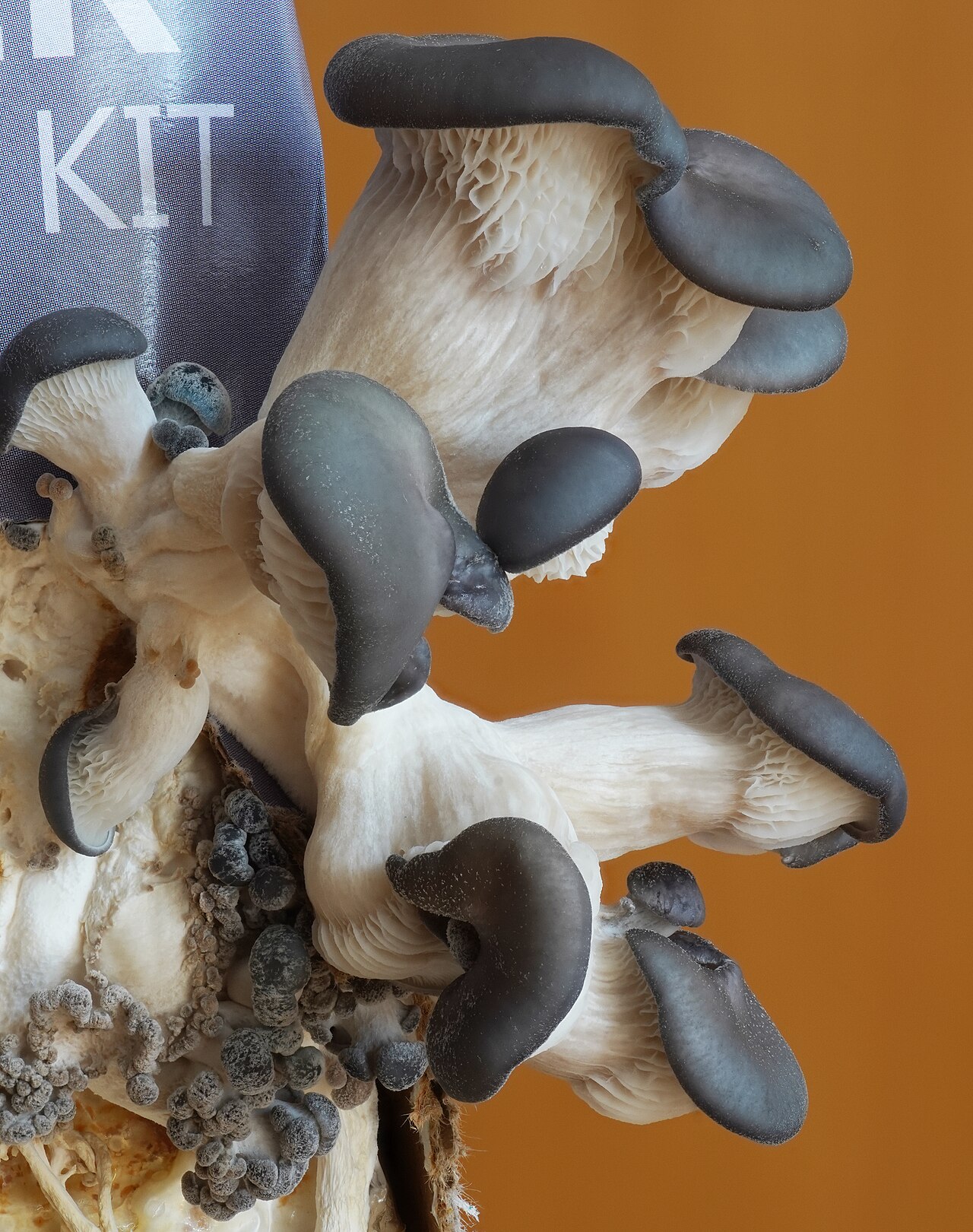 Human Pantothenic Acid (Vitamin B5) Needs