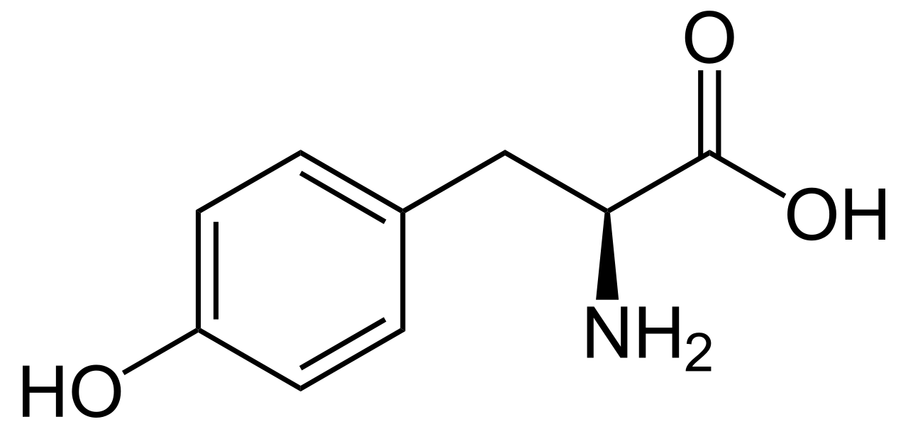 Human Phenylalanine Needs