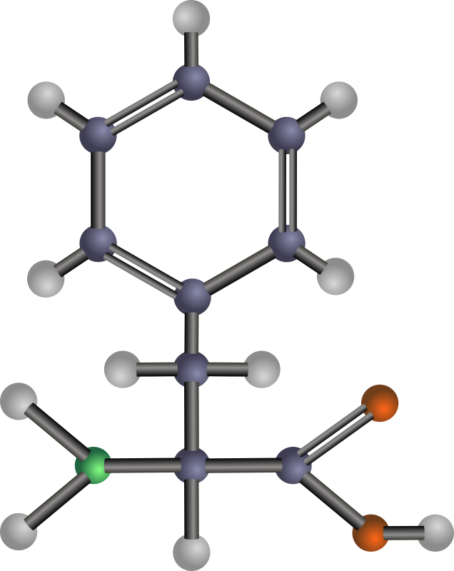 Human Phenylalanine Needs