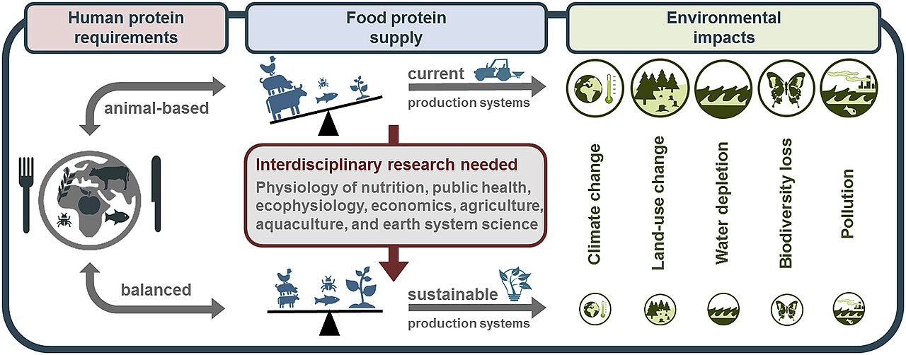 Human Protein Needs