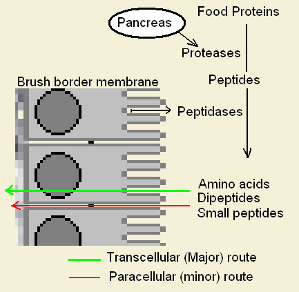 Human Protein Needs