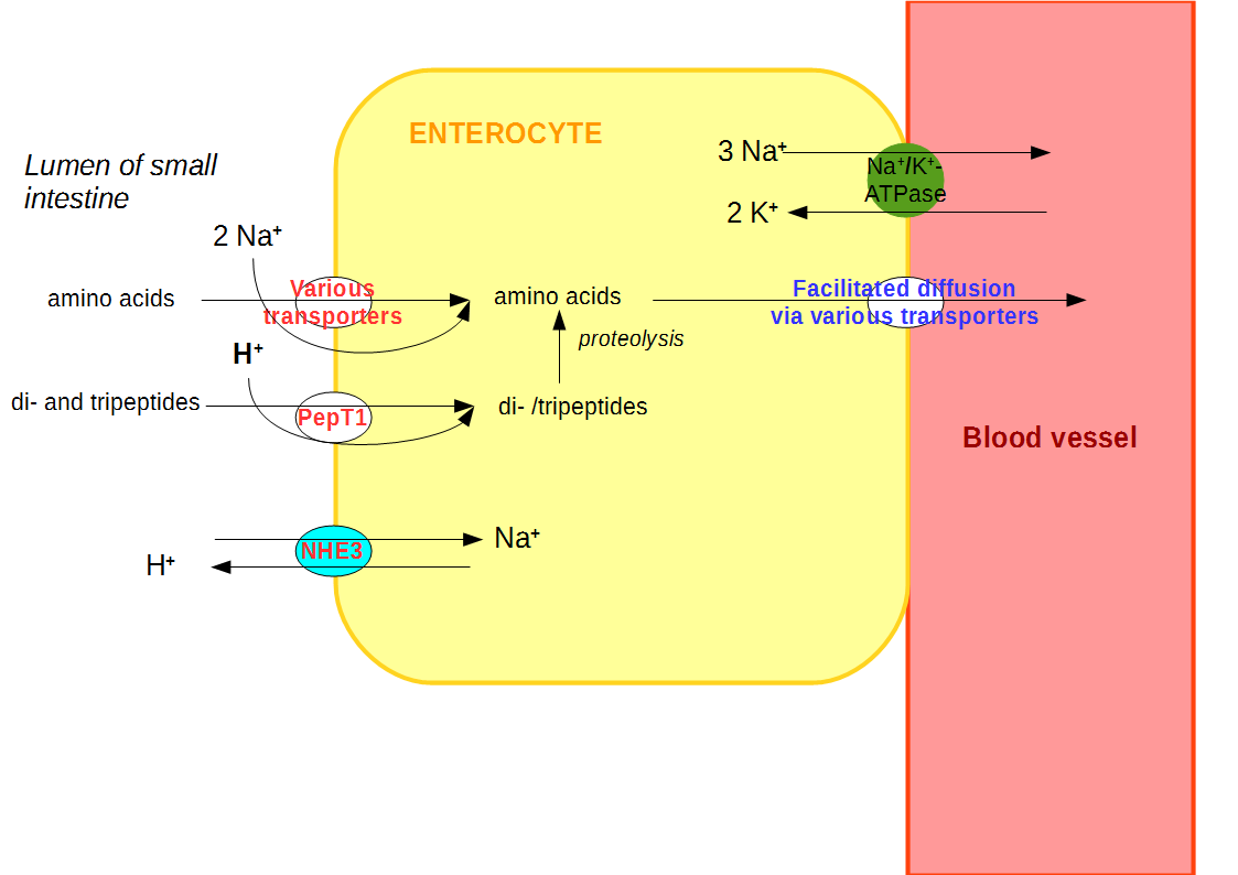 Human Protein Needs
