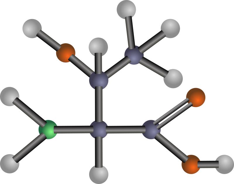 Human Threonine Needs
