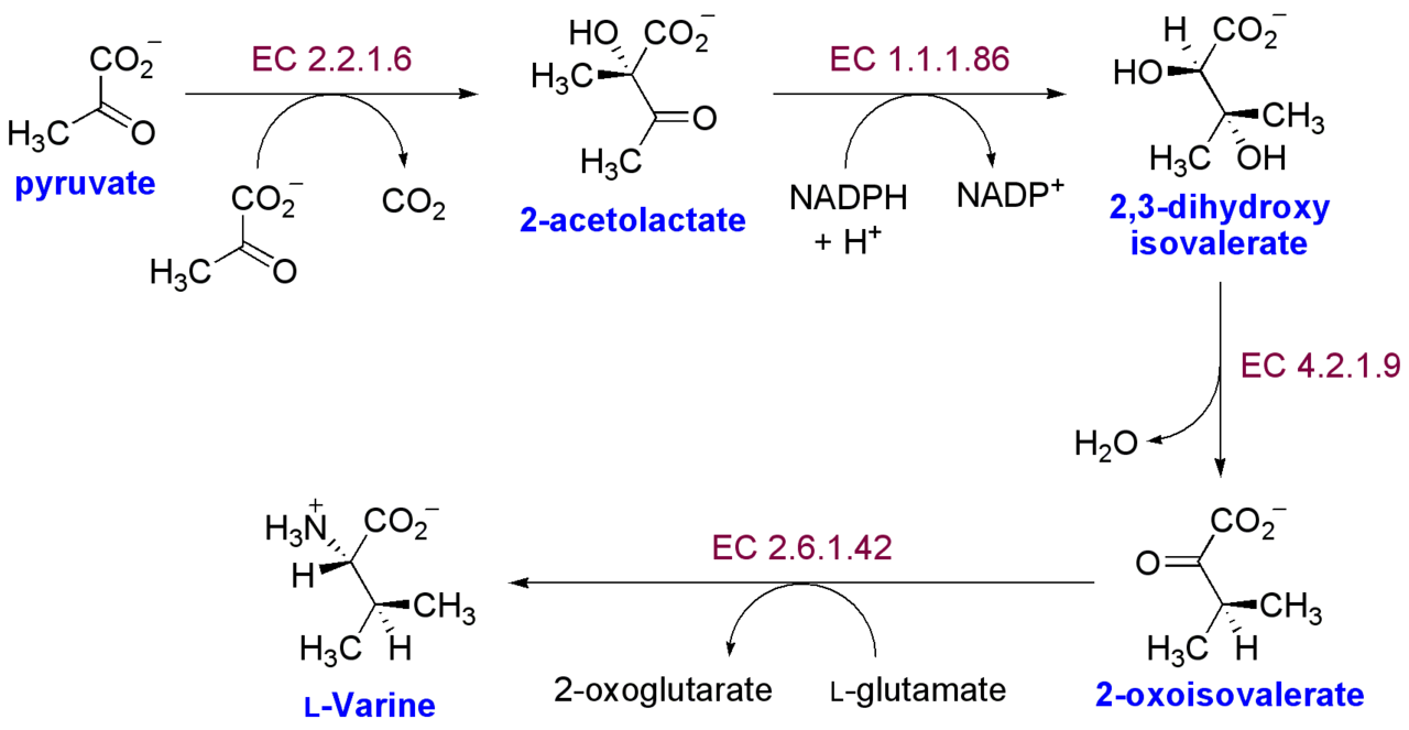 Human Valine Needs