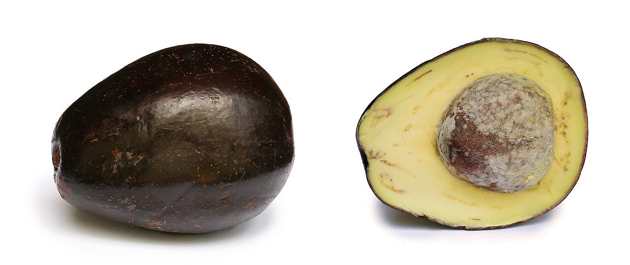 Human Vitamin E Needs