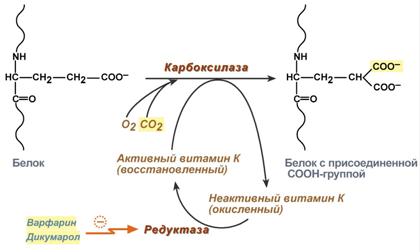 Human Vitamin K Needs