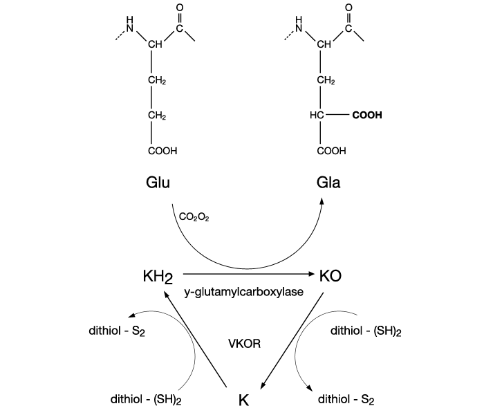 Human Vitamin K Needs