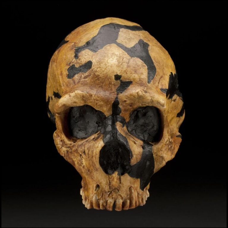 Shanidar skull