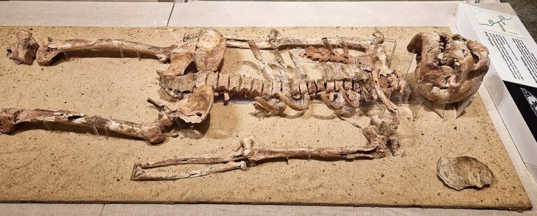 Nazlet Khater Skeleton, Upper Paleolithic, 35, before present; National Museum of Egyptian Civilization, Cairo