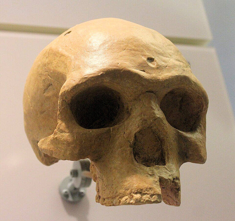 Florisbad skull cast