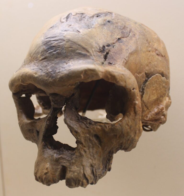 Jebel Irhoud skull cast