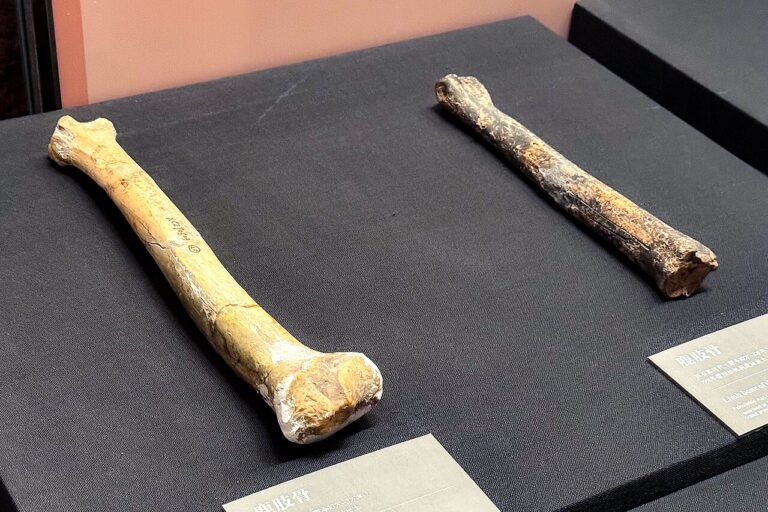 Limb Bones of Cervidae, Zhijidong Site, Paleolithic Age