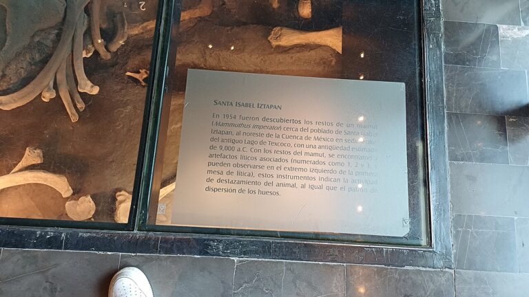 Text for the mammoth remains found at Santa Isabel Iztapan Settlement of America National Museum of Anthropology Mexico
