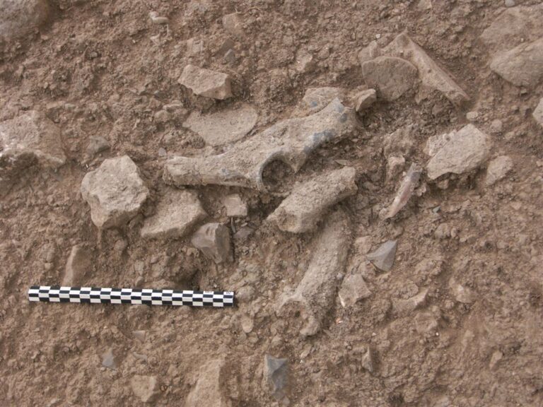 Fallow deer pelvis & 2 gazeele horns el Wad Terrace