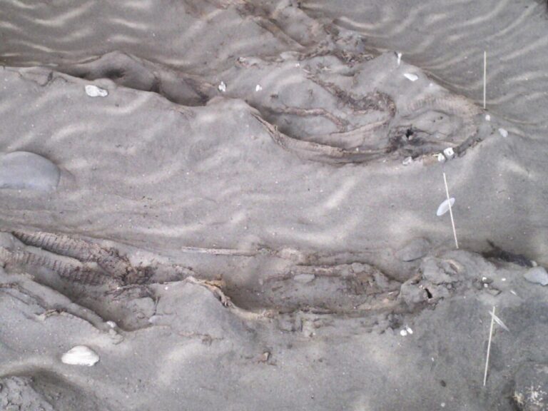 Chinchorro mummy bodies Arica
