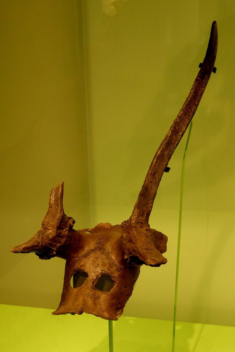 Mesolithic Deer Skull from Star Carr in the Cambridge University Museum of Archaeology and Anthropology