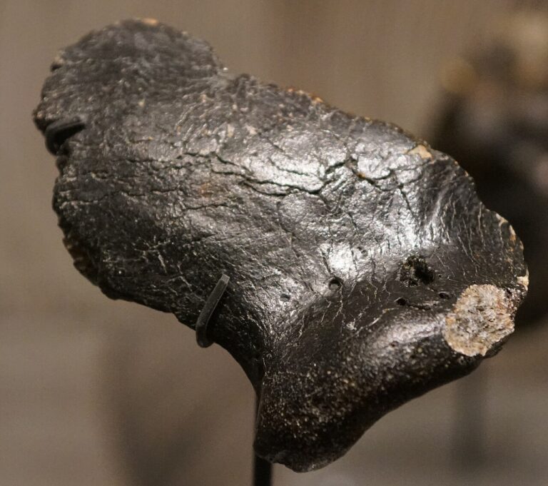 Leiden RMO tentoonstelling Doggerland os frontale van eerste Nederlandse Neanderthaler, Krijn