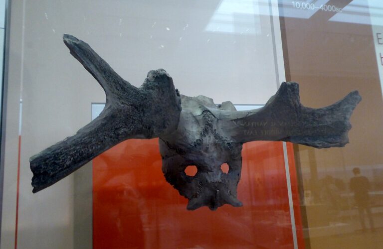 Star Carr Antler Mask in the British Museum