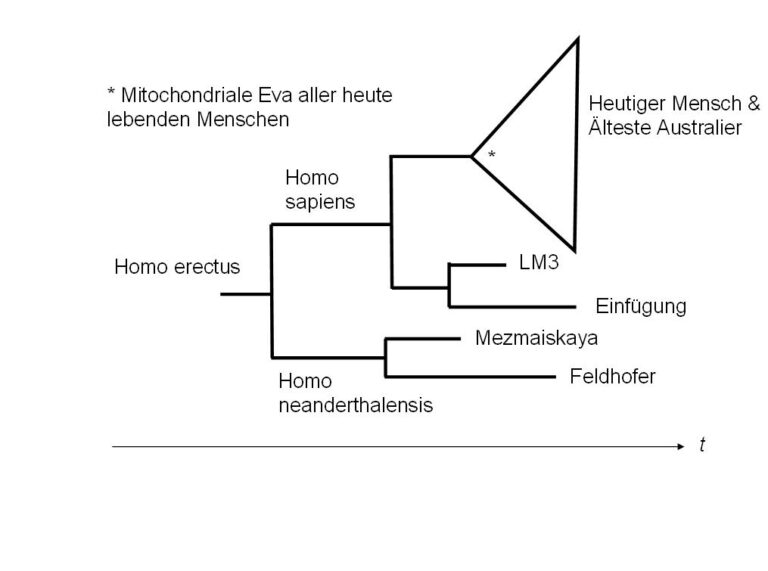 Phylogenese Mungo Man