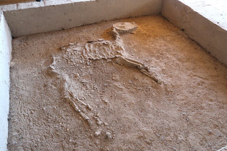 Horse Burial at Gonur Depe