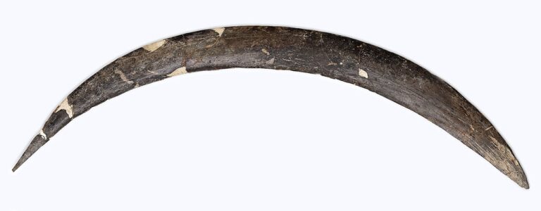 Boomerang from Obłazowa Cave; muzea malopolska pl, view a