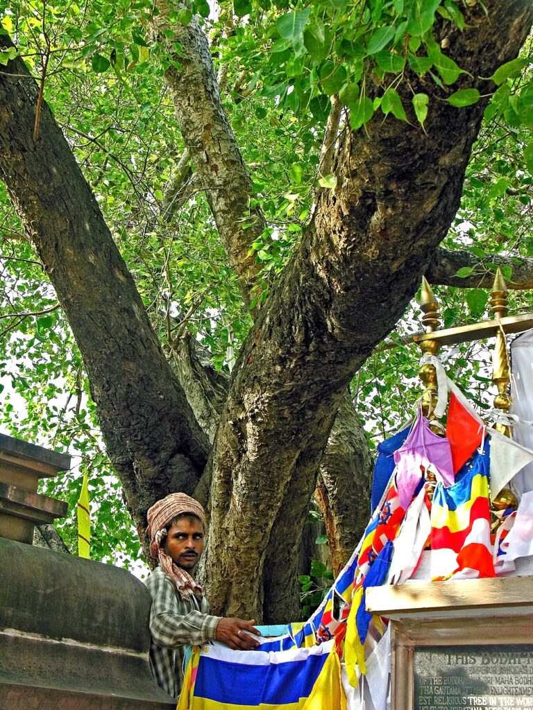 India THE Enlightenment Tree Flickr archer10