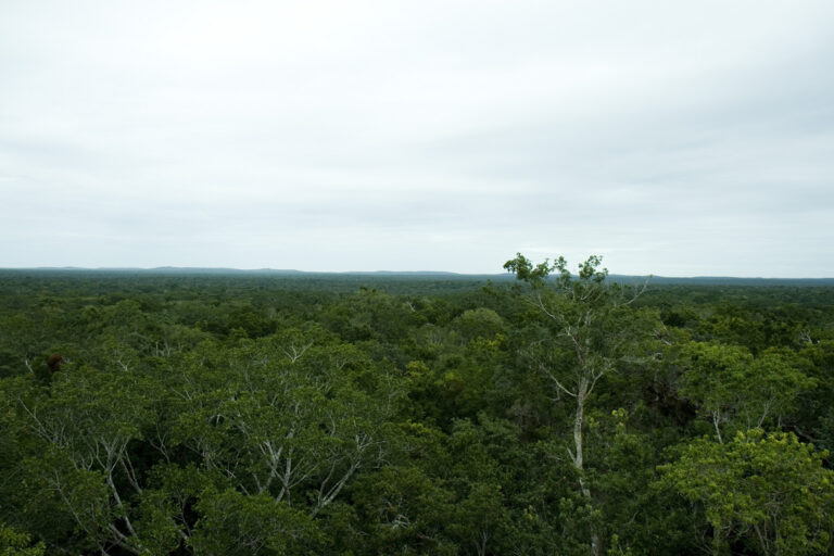 Calakmul bio reserve