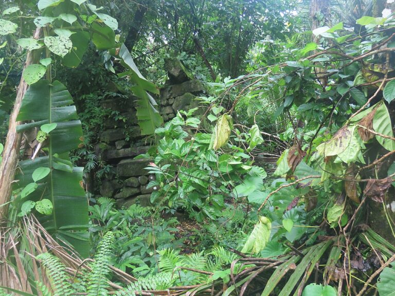 Ruins of Nan Madol surrounded by foliage