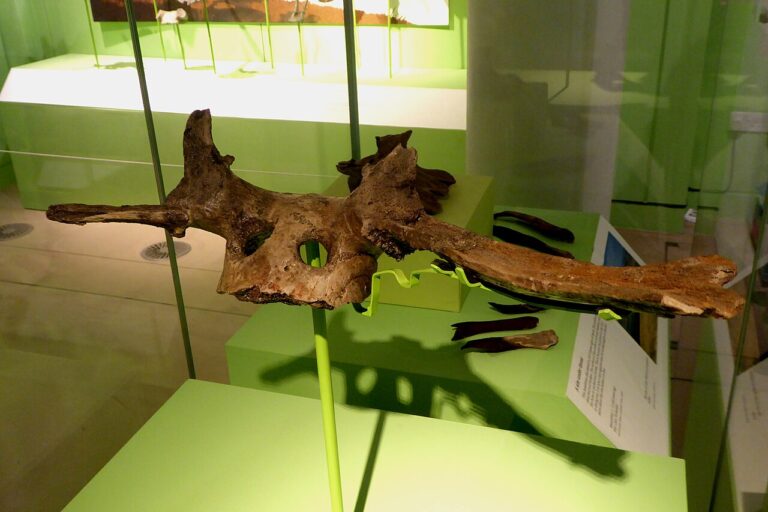 Mesolithic Antler Headdress from Star Carr in the Cambridge University Museum of Archaeology and Anthropology