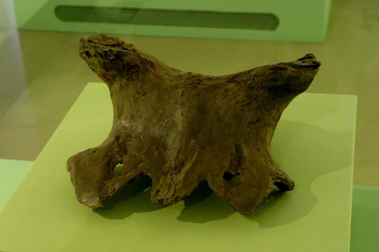 Mesolithic Antler Headpiece from Star Carr in the Cambridge University Museum of Archaeology and Anthropology