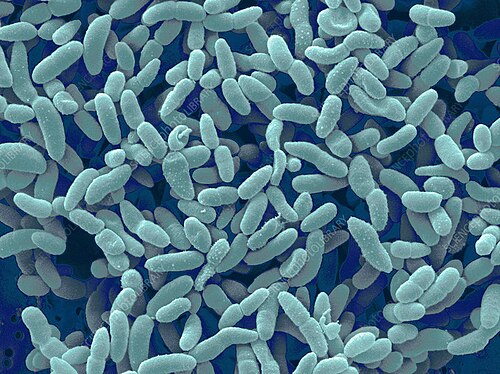 Acetobacter (Vinegar Bacteria)