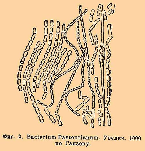 Acetobacter (Vinegar Bacteria)