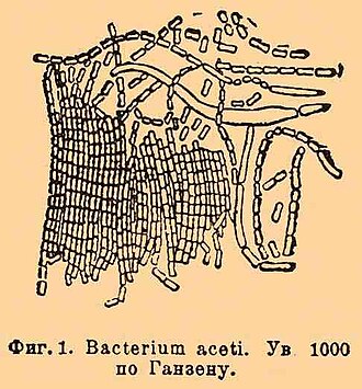 Acetobacter (Vinegar Bacteria)