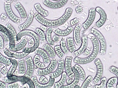 Arthrospira (Spirulina)