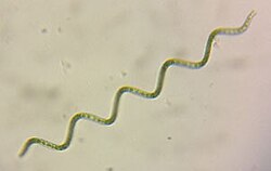 Arthrospira (Spirulina)