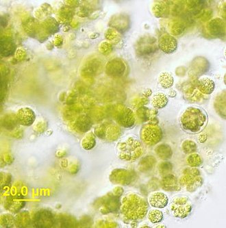 Chlorella (Chlorella)