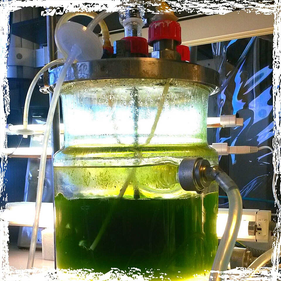 Chlorella (Chlorella)