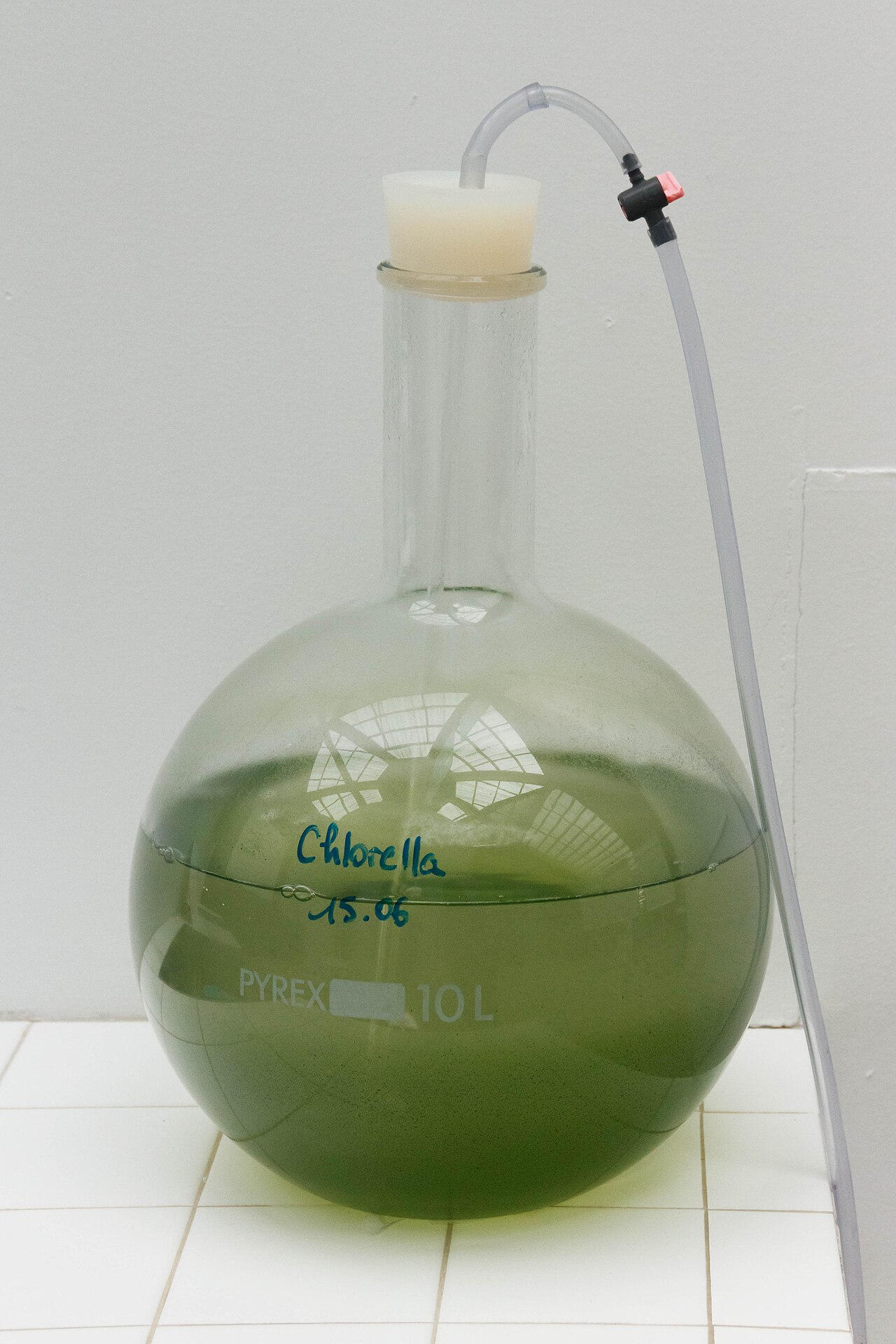Chlorella (Chlorella)