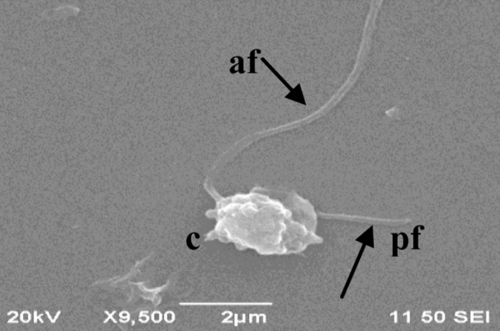Chlorella (Chlorella)