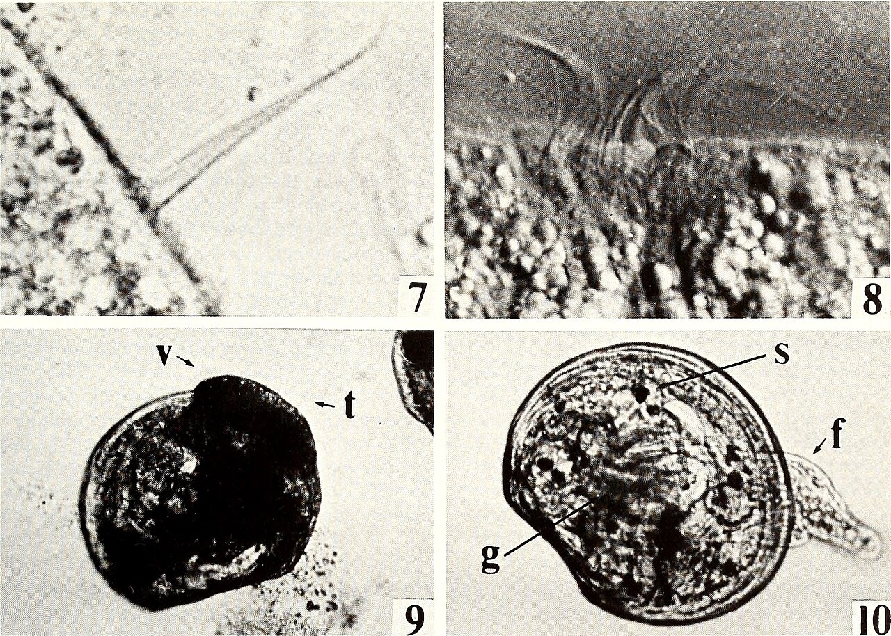Chlorella (Chlorella)