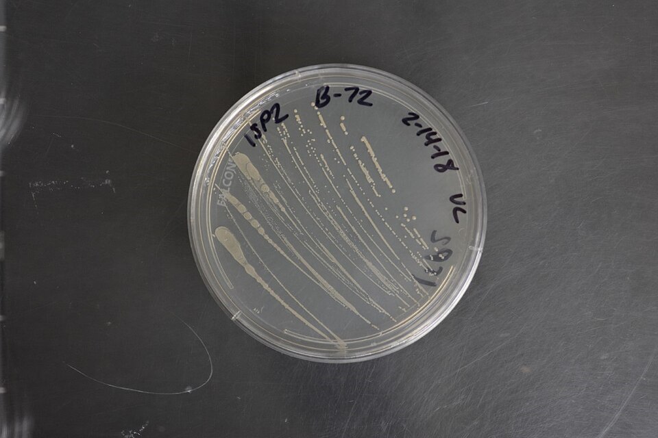 Gluconobacter (Oxidative Fermentation Bacteria)