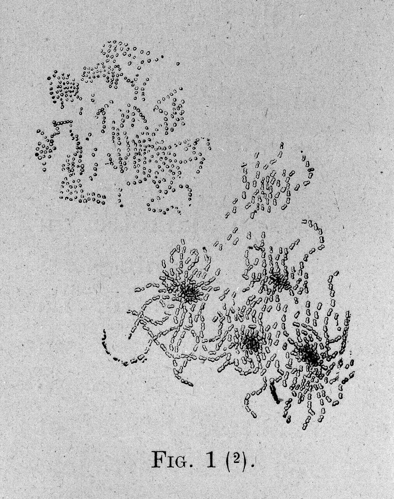 Gluconobacter (Oxidative Fermentation Bacteria)
